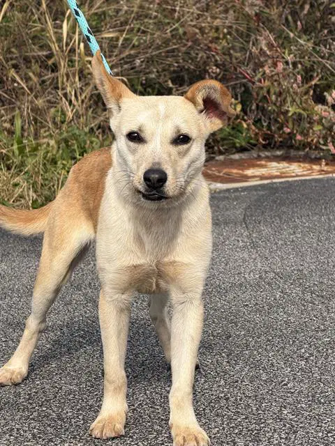 Ester - Australian Cattle Dog/Blue Heeler