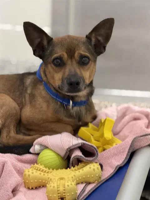 Peanut Butter - Chihuahua