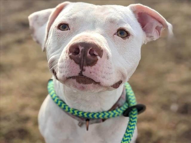 adoptable Dog in Saint Louis, MO named BISCUIT