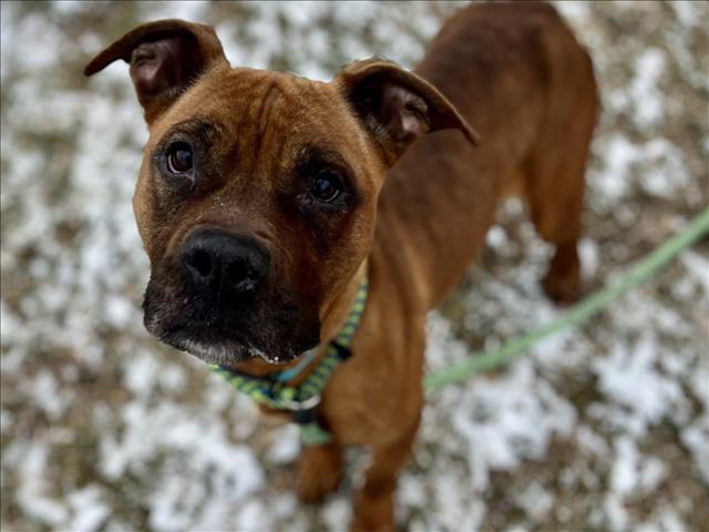 adoptable Dog in Saint Louis, MO named SOURDOUGH