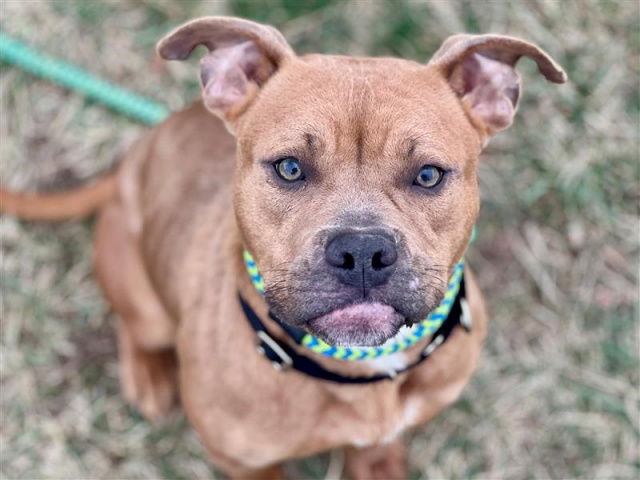 adoptable Dog in Saint Louis, MO named JOY