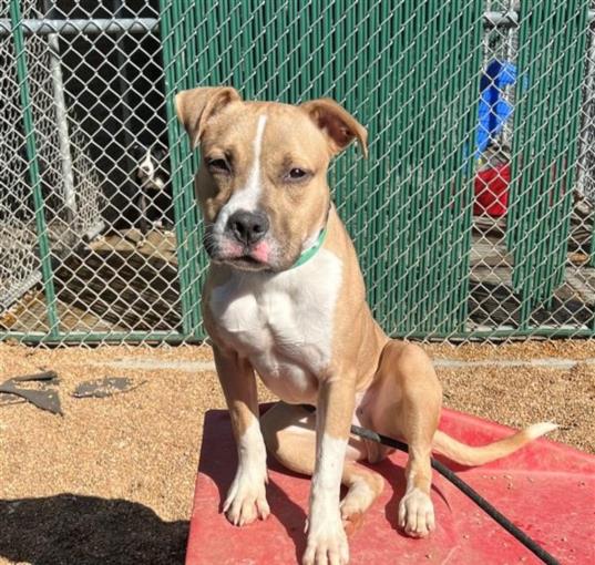 adoptable Dog in Saint Louis, MO named SLOANE