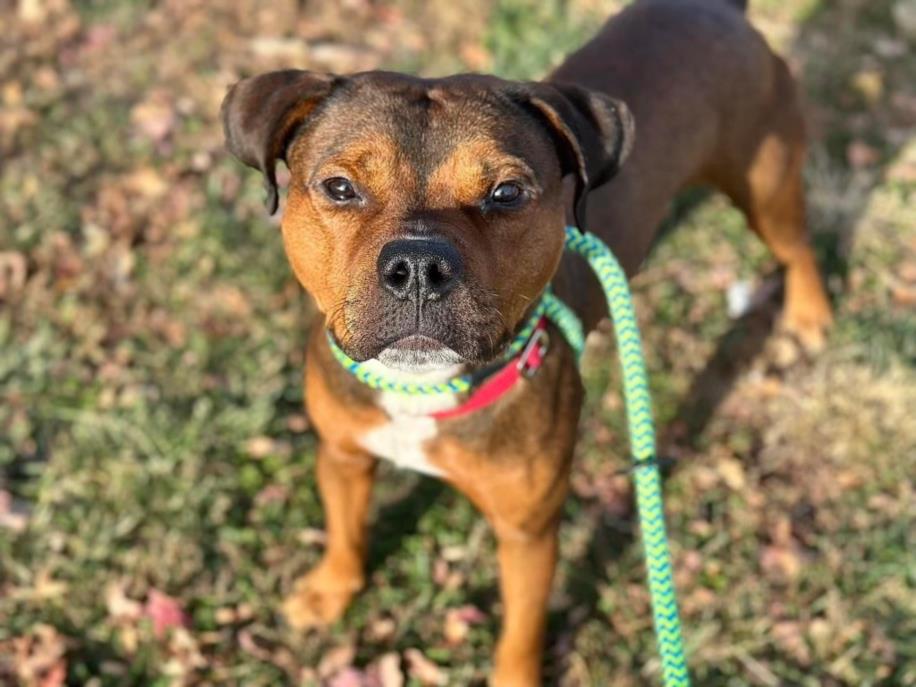 adoptable Dog in Saint Louis, MO named GIO