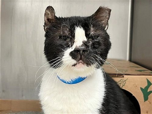 picture of the cat needing adoption