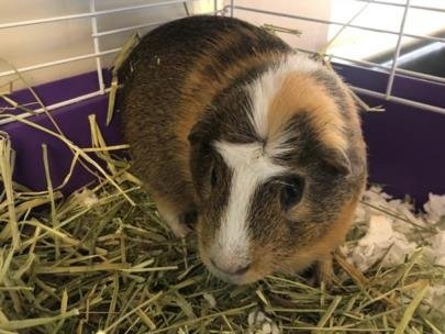 adoptable Guinea Pig in Saint Louis, MO named MAC