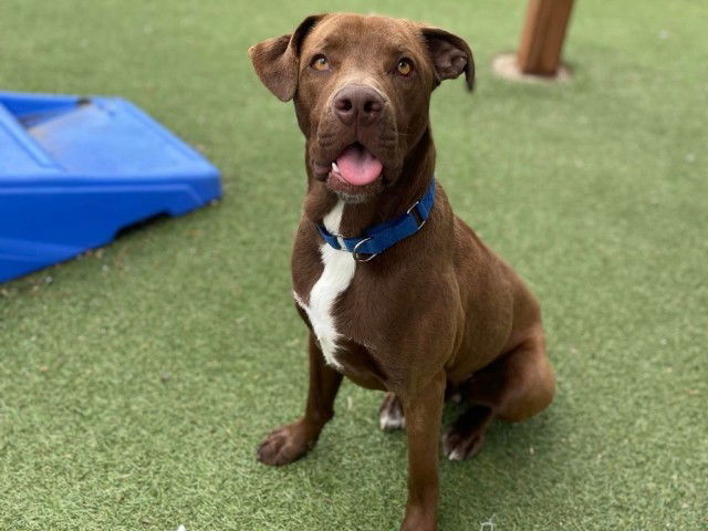 adoptable Dog in Saint Louis, MO named SPIDER