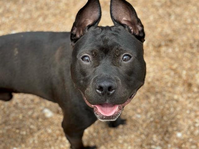 adoptable Dog in Saint Louis, MO named KEVIN