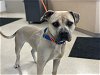 adoptable Dog in , MO named KEVIN MCCALLISTER