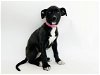 adoptable Dog in , MO named LILY