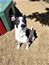 adoptable Dog in , MO named LEROY