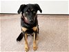 adoptable Dog in , MO named MEHO