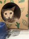 adoptable Cat in , MO named LIMA BEAN