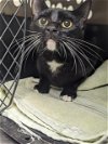 adoptable Cat in , MO named MADONNA