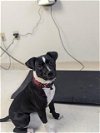 adoptable Dog in  named HARMONY