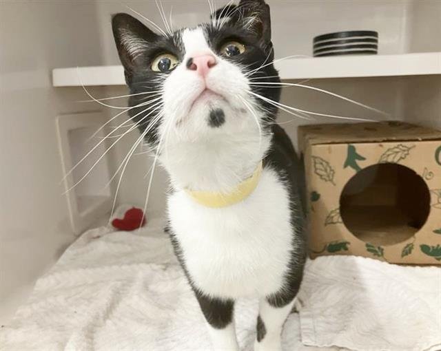 adoptable Cat in Saint Louis, MO named LICORICE