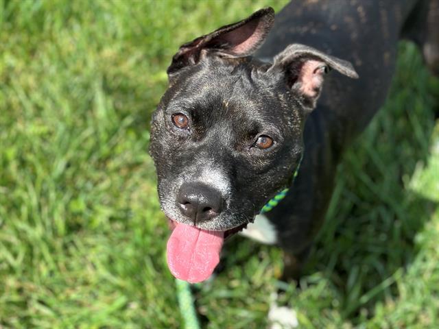 adoptable Dog in Saint Louis, MO named NAAVIARA