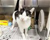 adoptable Cat in , MO named LITTLE STARS