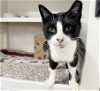 adoptable Cat in , MO named LICORICE