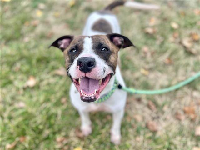 adoptable Dog in Saint Louis, MO named SIGRID