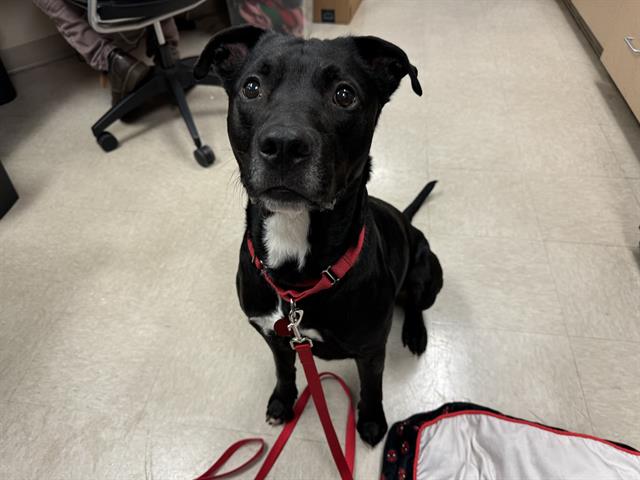 adoptable Dog in Saint Louis, MO named GB