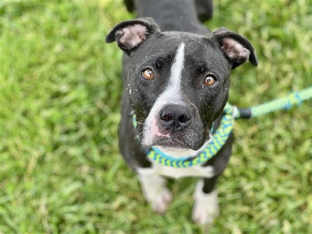 adoptable Dog in Saint Louis, MO named AURORA