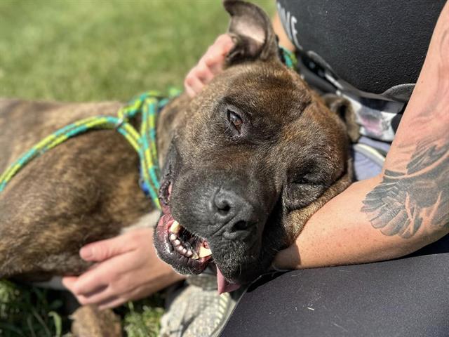 adoptable Dog in Saint Louis, MO named BROWNIE