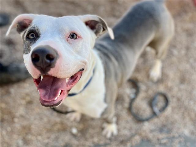 adoptable Dog in Saint Louis, MO named CYRUS