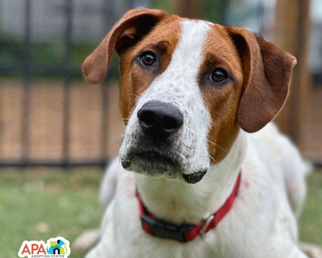 adoptable Dog in Saint Louis, MO named MAX