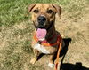 adoptable Dog in Saint Louis, MO named BUCK