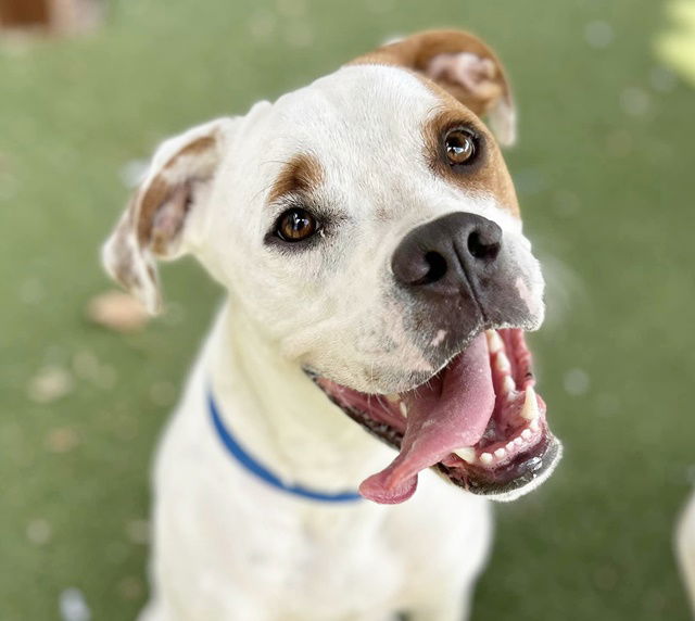 adoptable Dog in Saint Louis, MO named DUKE