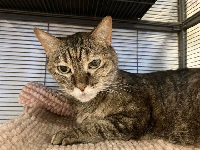 adoptable Cat in Saint Louis, MO named IZZY