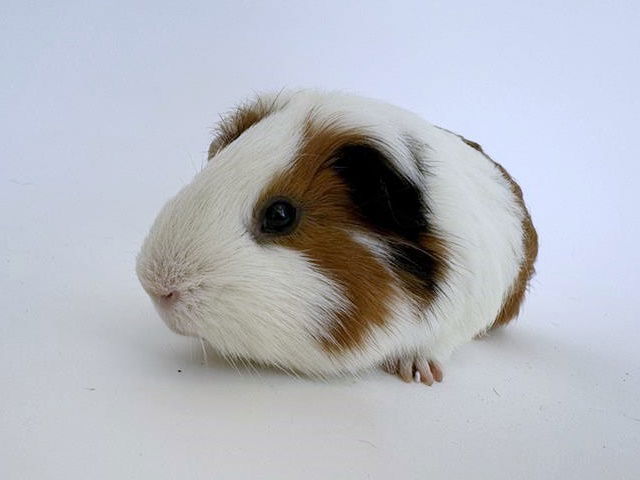 adoptable Guinea Pig in Saint Louis, MO named DARWIN