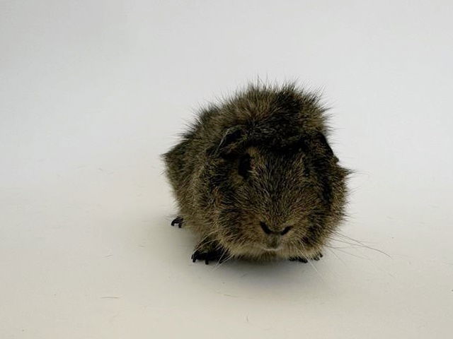 adoptable Guinea Pig in Saint Louis, MO named CHOCOLATE