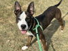 adoptable Dog in Saint Louis, MO named HORACE