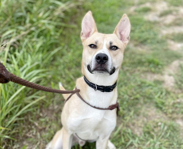 adoptable Dog in Saint Louis, MO named KHAN