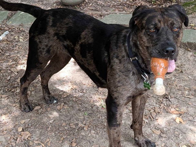 adoptable Dog in Saint Louis, MO named HUNTER