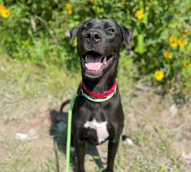 adoptable Dog in Saint Louis, MO named WAHLBURG