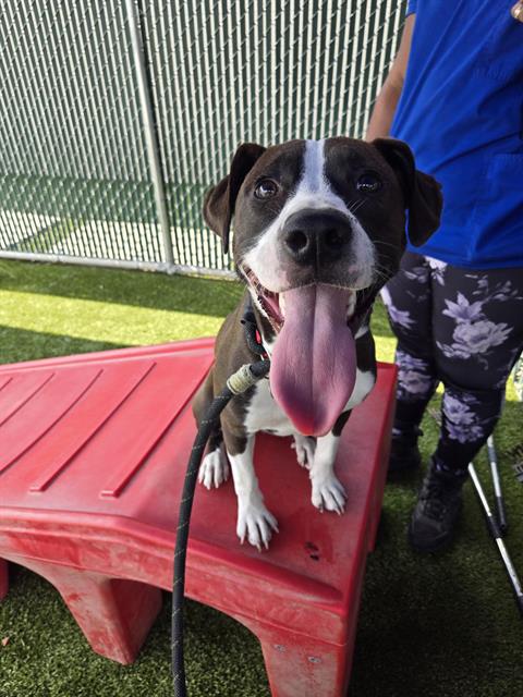 adoptable Dog in Saint Louis, MO named POLLY