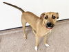 adoptable Dog in , MO named BELY