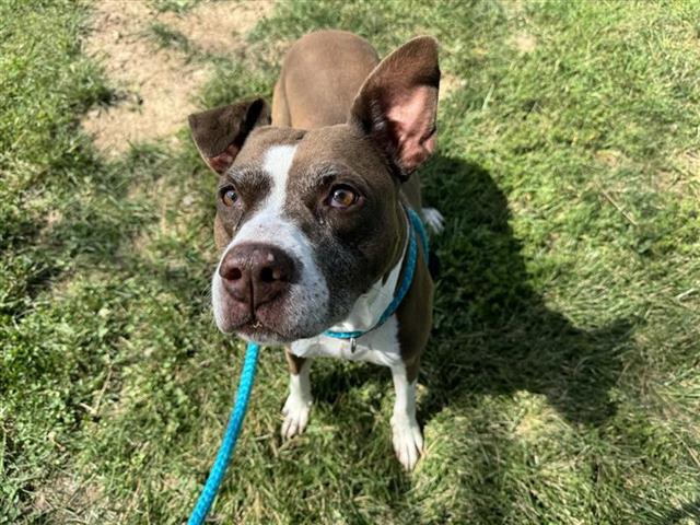 adoptable Dog in Saint Louis, MO named PENELOPE