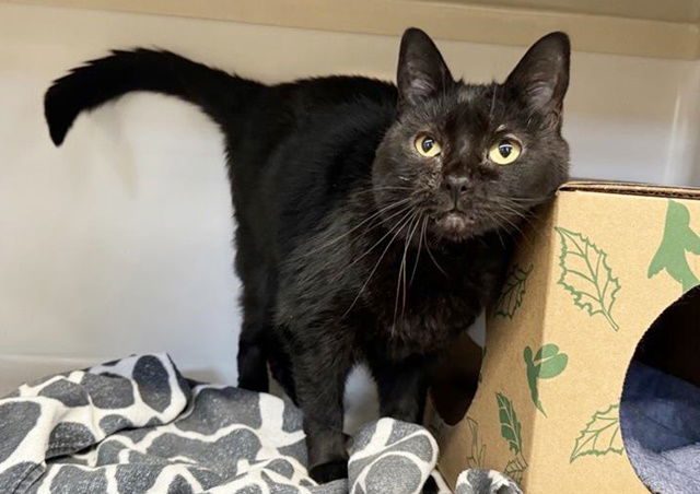 adoptable Cat in Saint Louis, MO named DAFFODIL