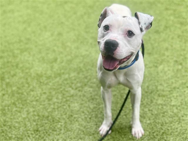 adoptable Dog in Saint Louis, MO named KEVIN