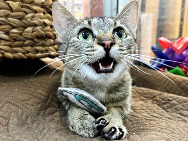 adoptable Cat in Saint Louis, MO named BIG MOMMA