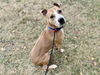 adoptable Dog in , MO named HOBSON