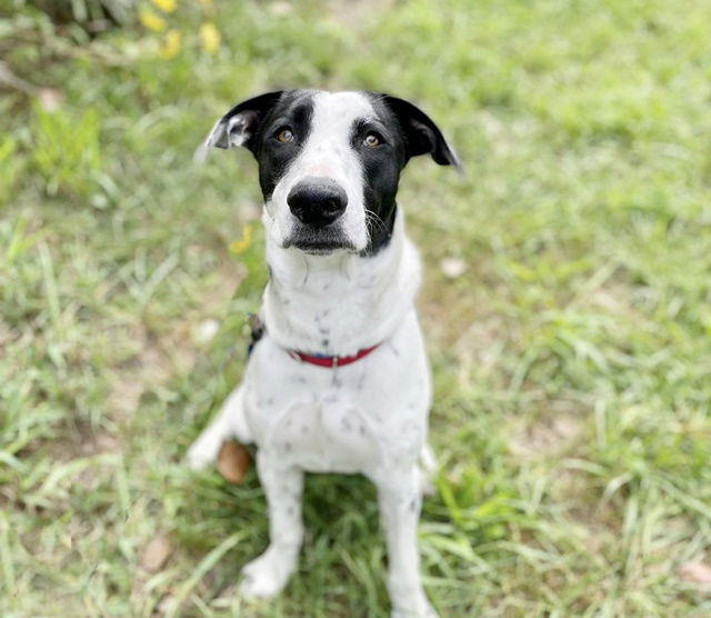 adoptable Dog in Saint Louis, MO named HADDIE