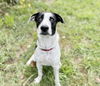 adoptable Dog in , MO named HADDIE