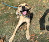 adoptable Dog in Saint Louis, MO named STEVE