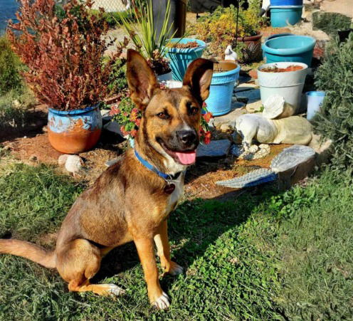 picture of the dog needing adoption