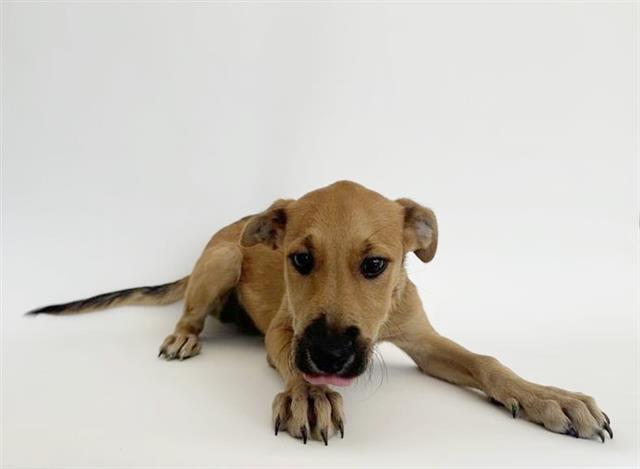 adoptable Dog in Saint Louis, MO named DAZZLE