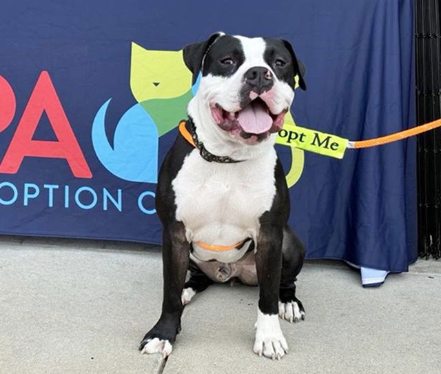 adoptable Dog in Saint Louis, MO named ANGLER